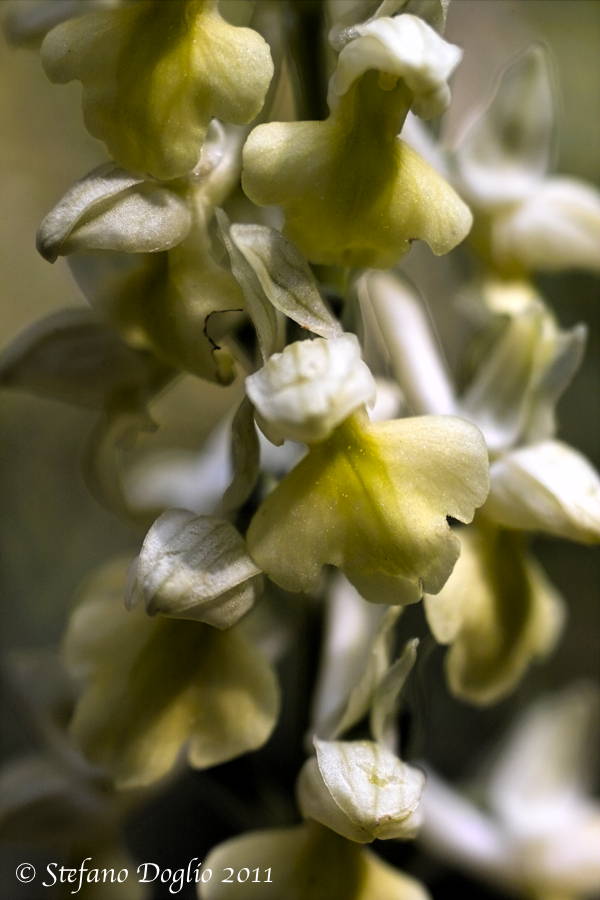 Orchis pallens